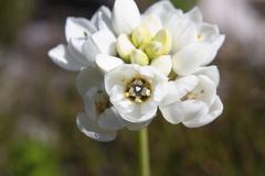 Ornithogalum thyrsoides
