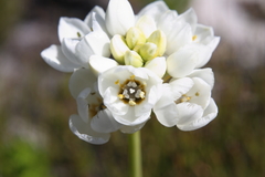 Ornithogalum thyrsoides