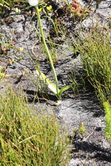 Ornithogalum thyrsoides
