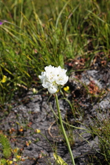 Ornithogalum thyrsoides