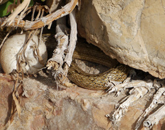 Macroprotodon mauritanicus