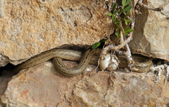 Macroprotodon mauritanicus