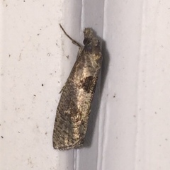 Pelochrista dorsisignatana