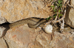 Macroprotodon mauritanicus