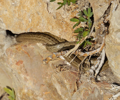 Macroprotodon mauritanicus