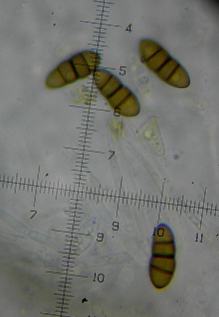 Nigrogranaceae