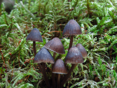 Mycena stipata