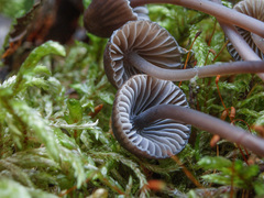 Mycena stipata