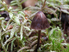 Mycena stipata