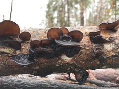 Exidia truncata