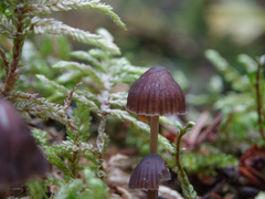 Mycena stipata