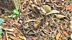 Bothrops jararacussu