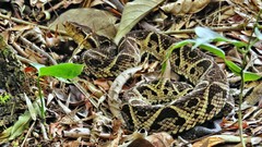 Bothrops jararacussu