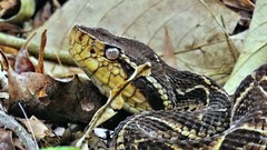 Bothrops jararacussu