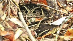 Bothrops jararacussu