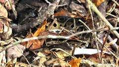 Bothrops jararacussu