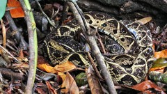 Bothrops jararacussu