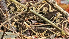 Bothrops jararacussu