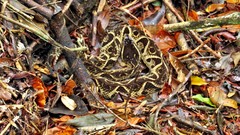 Bothrops jararacussu