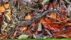 Bothrops jararacussu