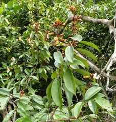 Baphia spathacea image