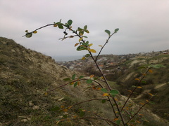 Cotoneaster tauricus