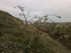 Cotoneaster tauricus