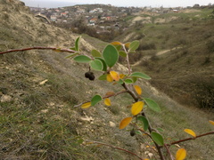 Cotoneaster tauricus