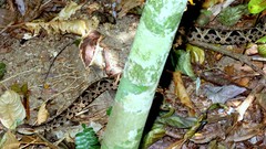 Bothrops jararacussu