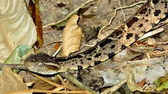 Bothrops jararacussu