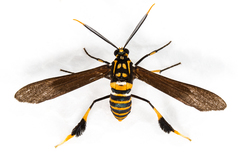 Horama panthalon texana