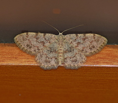 Scopula luridata