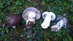Cortinarius cumatilis