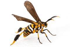 Horama panthalon texana