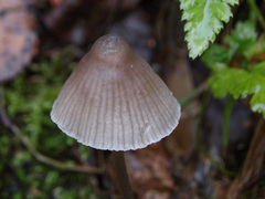 Mycena metata
