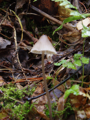 Mycena metata