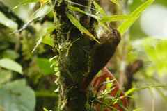 Glyphorynchus spirurus