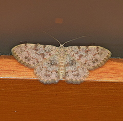 Scopula luridata