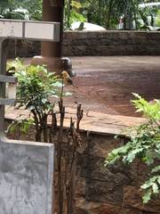 Herpsilochmus longirostris