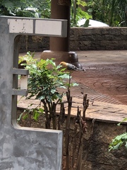 Herpsilochmus longirostris