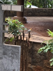 Herpsilochmus longirostris