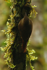 Glyphorynchus spirurus