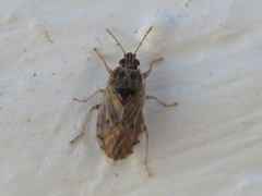 Holcocranum saturejae