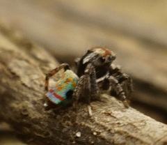 Maratus amabilis