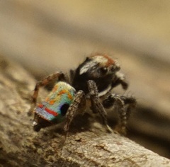 Maratus amabilis