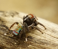 Maratus amabilis