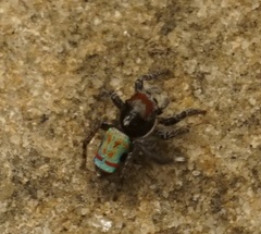 Maratus amabilis