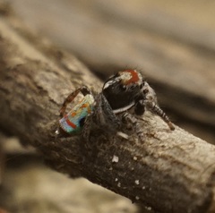 Maratus amabilis