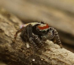 Maratus amabilis