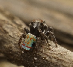 Maratus amabilis